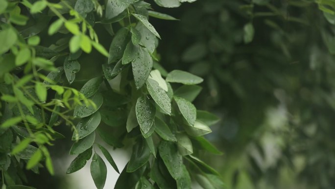 下雨植物叶子滴水绿叶天空  (6)