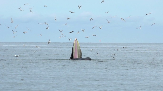 布莱德鲸视频素材海洋生物鸟群
