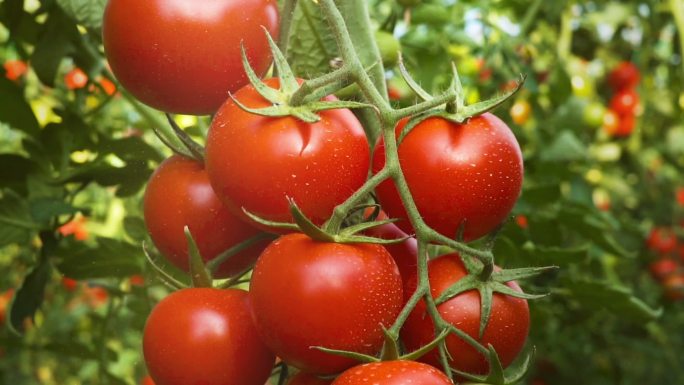 新鲜成熟的西红柿西红柿番茄农产品安全绿色