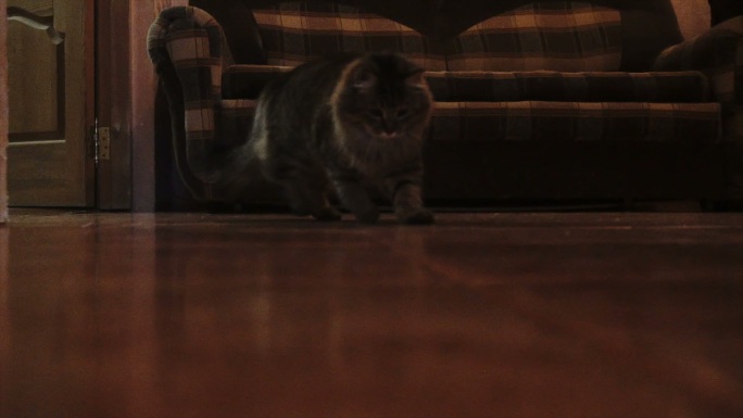 猫追着激光笔追逐游戏升格小猫视频素材