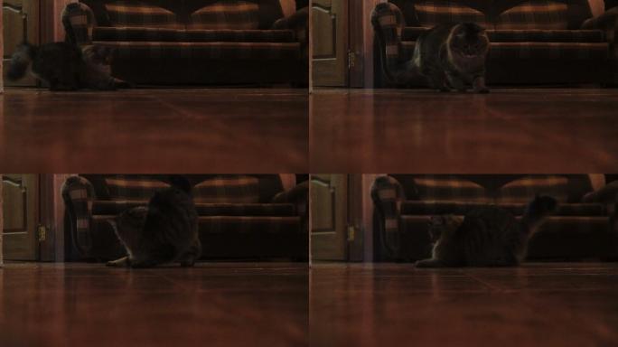 猫追着激光笔追逐游戏升格小猫视频素材