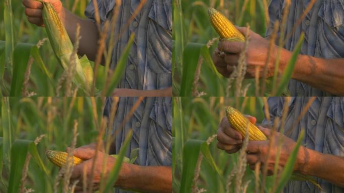 农民在田里检查玉米