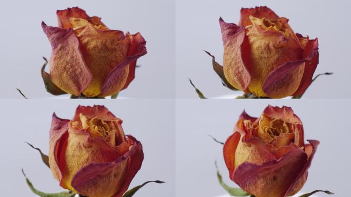 干枯的玫瑰花视频素材