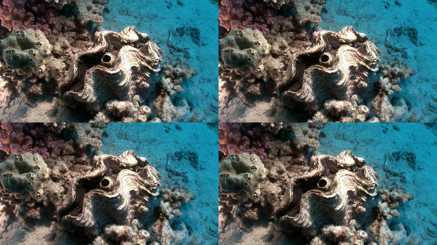 红海中有厚壳的多层砗磲巨型蛤