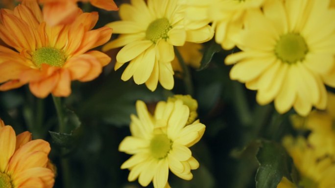 一束黄色的花特写小黄花实拍视频特写镜头