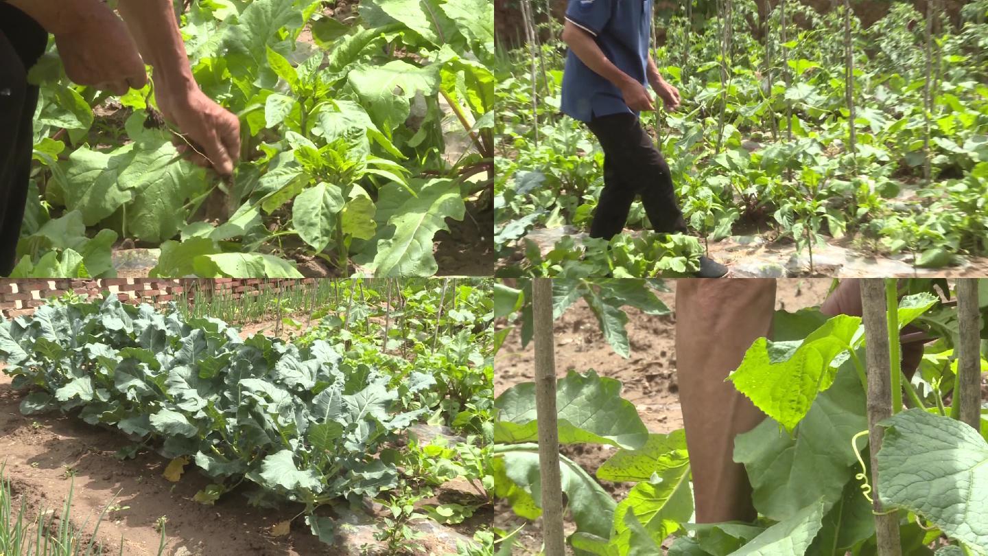 农民在自家院子里摘菜整理菜园