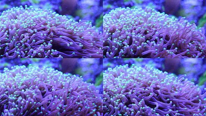 热带海底彩色珊瑚全景高清4K视频