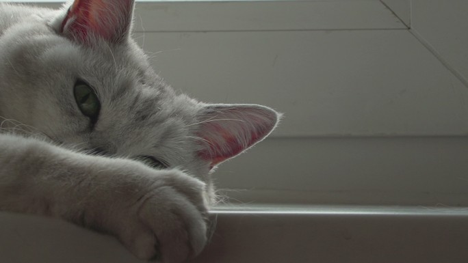 漂亮的英国猫在窗台上休息