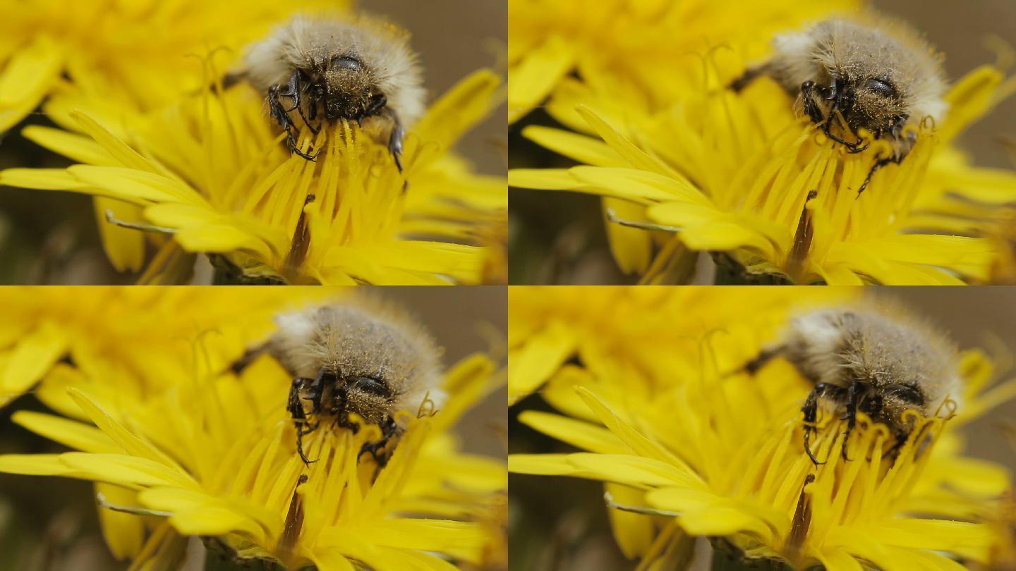 蜜蜂在蒲公英花上采集花蜜。