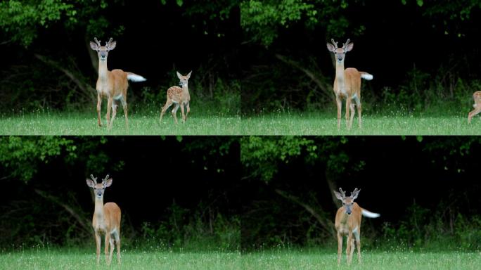 白尾鹿幼鹿和母鹿动物眼睛鹿角草原