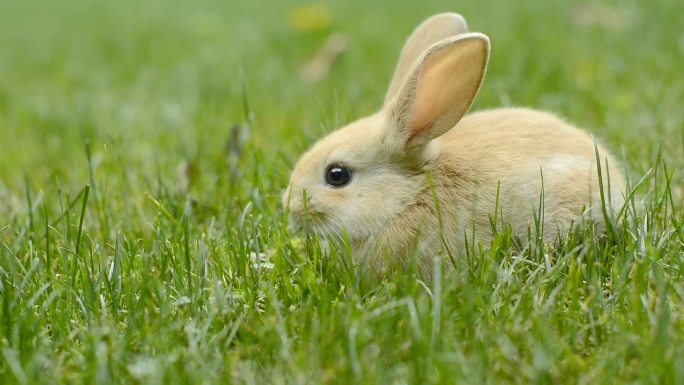 兔子搞笑可爱兔子吃草