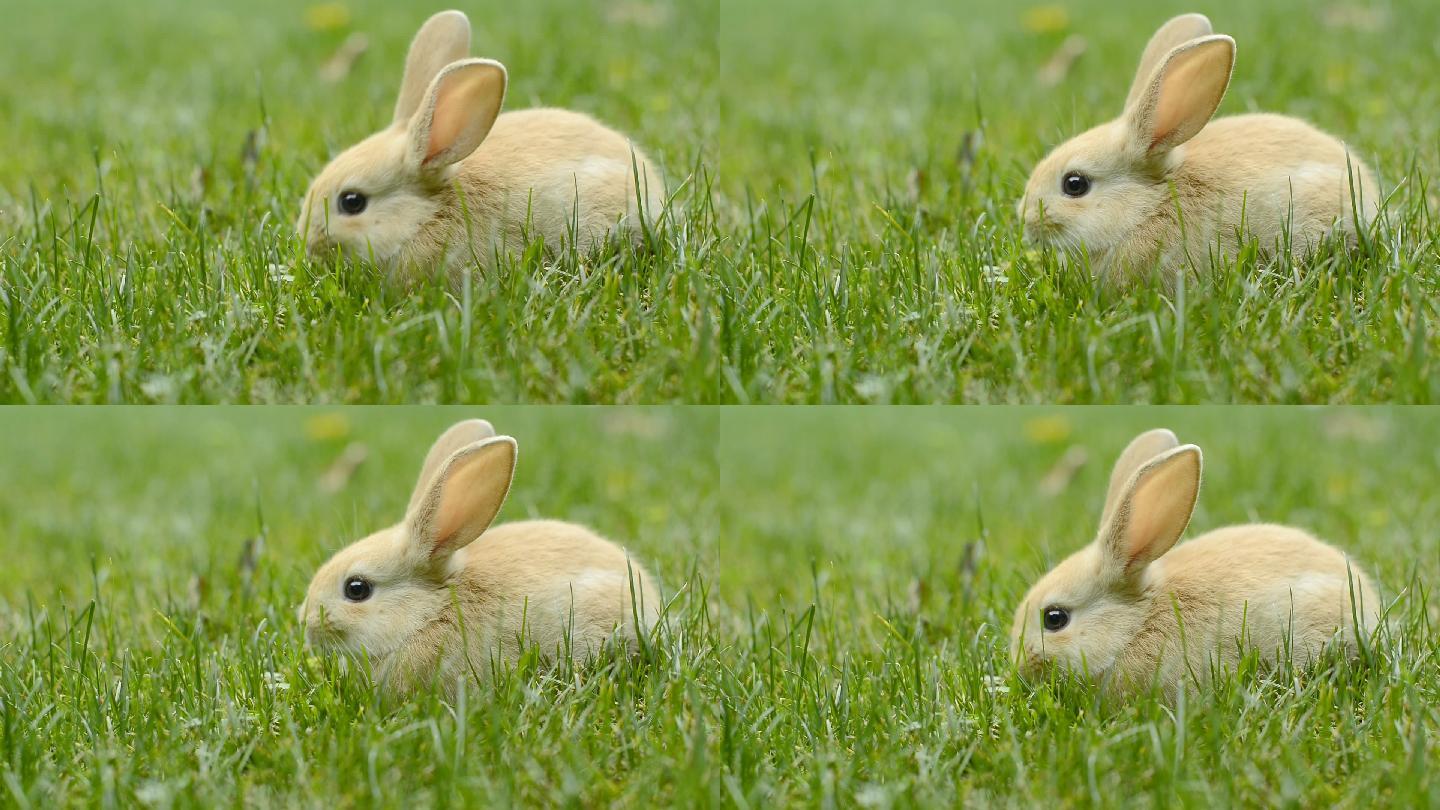 兔子吃哪些草,兔子 - 伤感说说吧