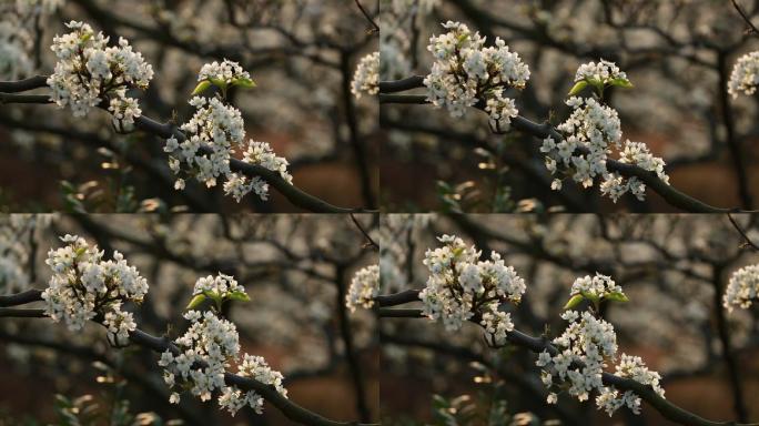 梨花特写原素材