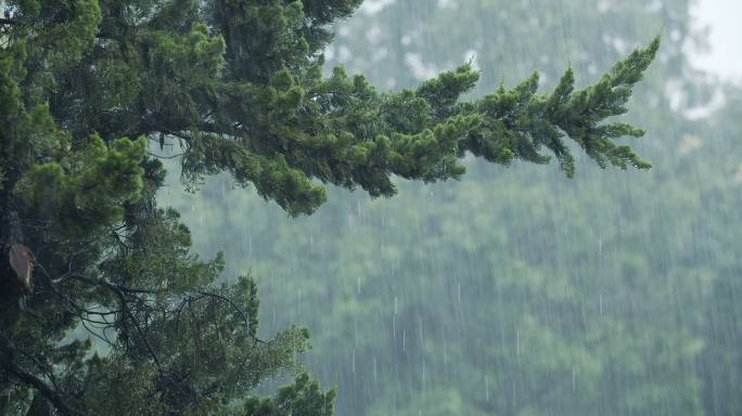 柏树雨景下雨雷雨夏天