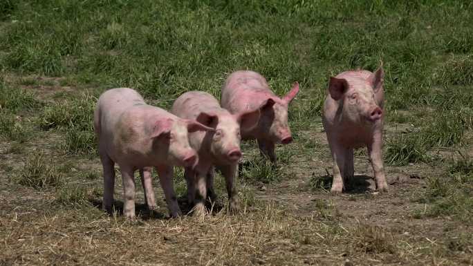 养猪场的猪山区山村农村家畜畜牧业
