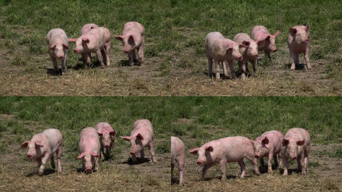 养猪场的猪山区山村农村家畜畜牧业