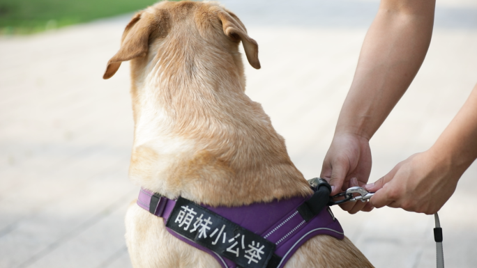 文明养犬遛狗栓绳