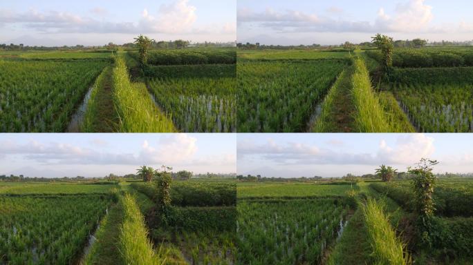 在晨曦中穿过稻田产地基地产业种植水稻庄稼