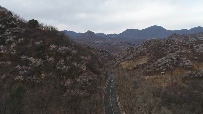 北京春天航拍 桃花满山 4K