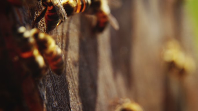 蜜蜂视频素材