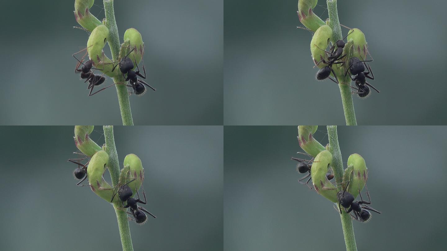 黑蚂蚁蚁群大自然生物