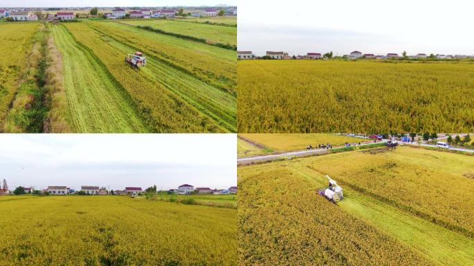 生态农业稻田