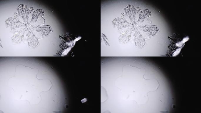 雪花在显微镜下融化