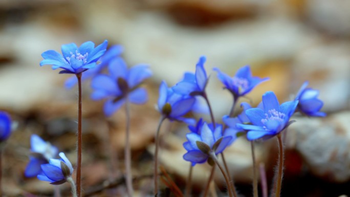 初春的蓝色雪花莲花海春天百花绽放唯美樱花