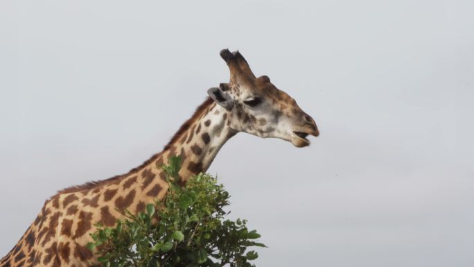 长颈鹿在嚼着树叶动物园野生动物吃草