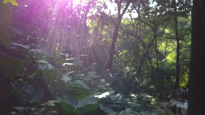 阳光下的蜘蛛网视频素材