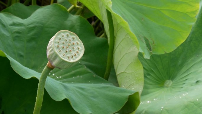 清晨沼泽里的荷花采蜜蜂荷花莲花荷叶池塘