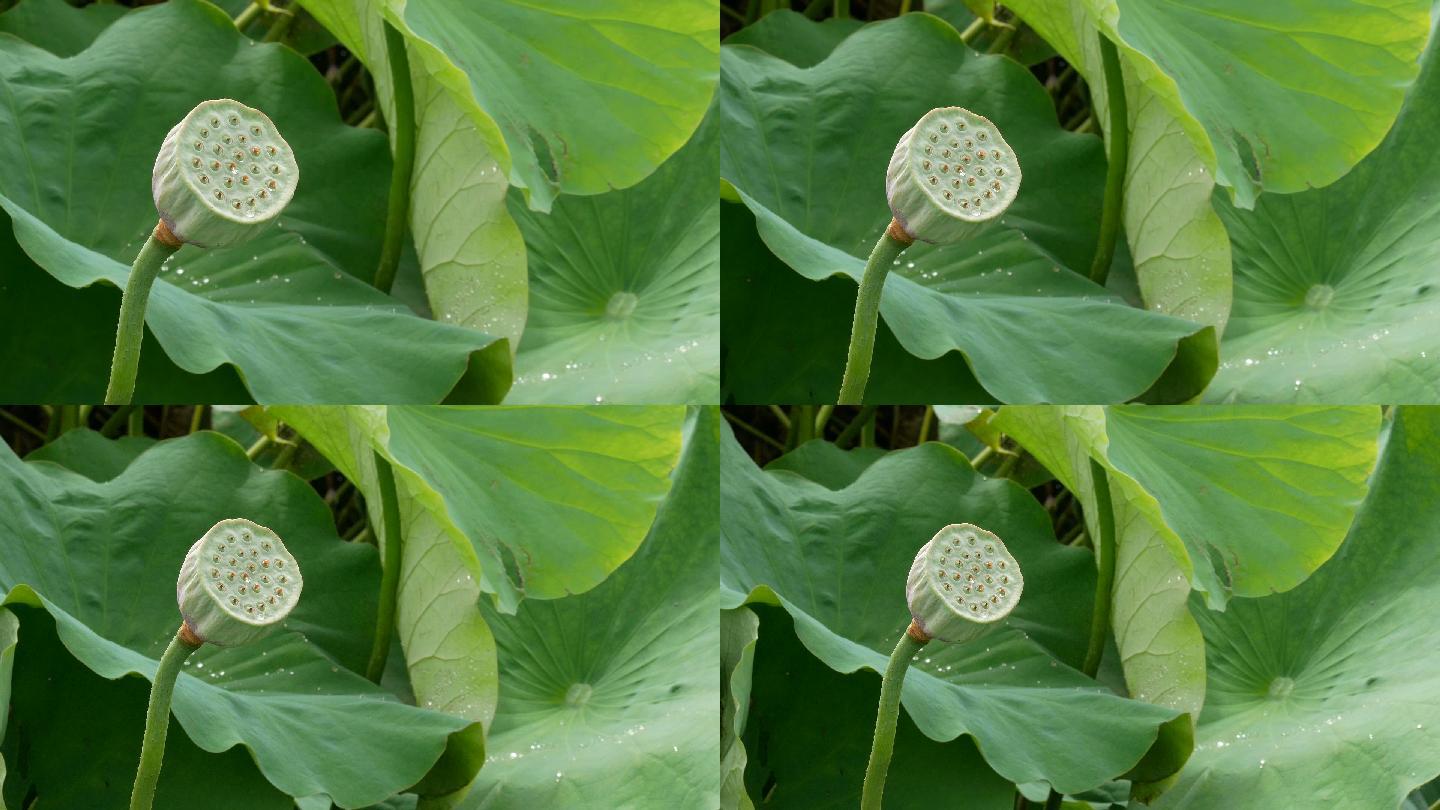 清晨沼泽里的荷花采蜜蜂荷花莲花荷叶池塘