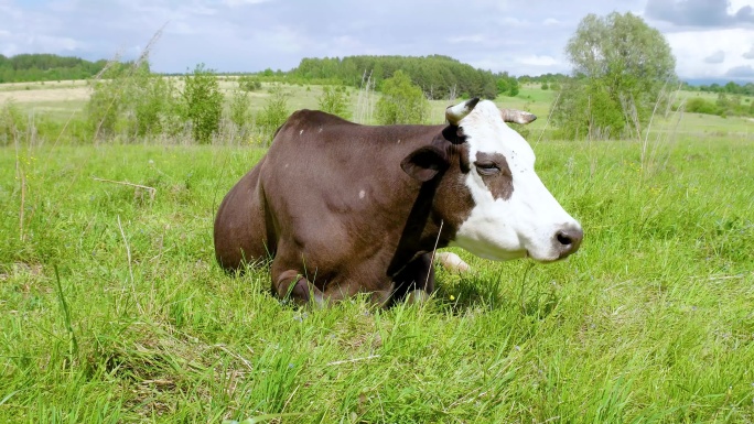 牛吃多汁的草来产健康的奶