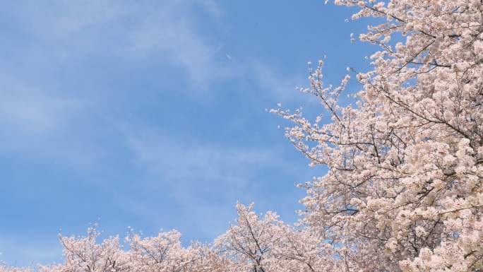 樱花盛开的风景日本樱花武汉大学樱花大道盛
