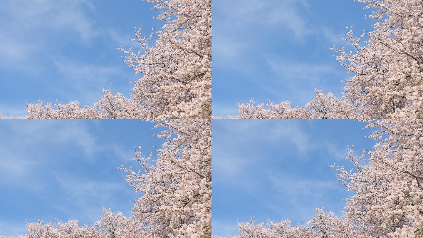 樱花盛开的风景日本樱花武汉大学樱花大道盛