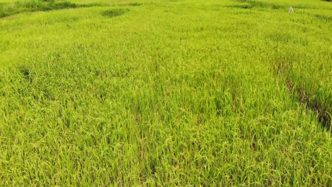 一大片稻田农作物收成收获安全丰收