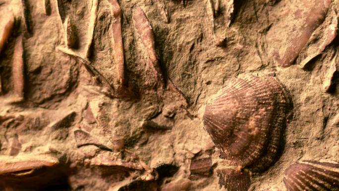 几块奥陶世时期的化石。
