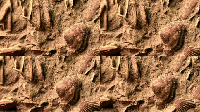 几块奥陶世时期的化石。