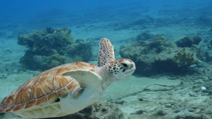 在潜水的海龟视频素材保护生物水下探险