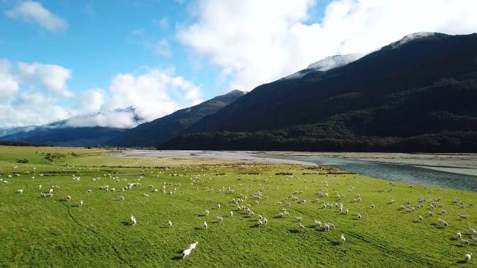 草地上的羊群内蒙古大草原牧场农场奶牛