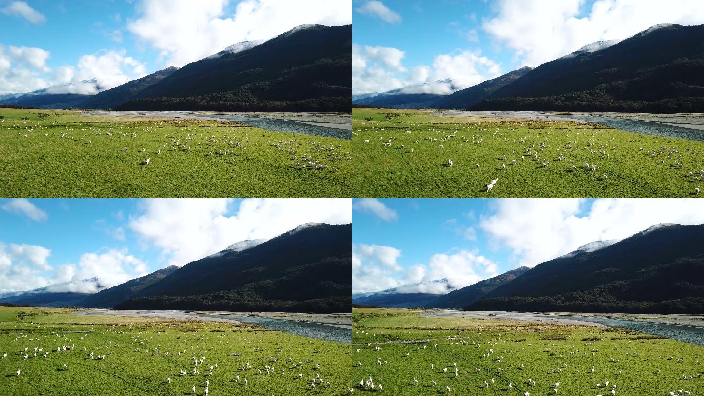 草地上的羊群内蒙古大草原牧场农场奶牛