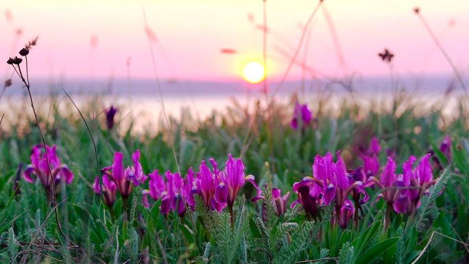 紫罗兰色的鸢尾在日落时在风中摇曳。