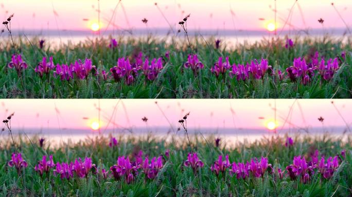紫罗兰色的鸢尾在日落时在风中摇曳。