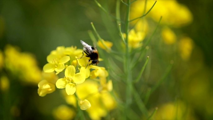 采花粉的蜜蜂采蜜春天花田