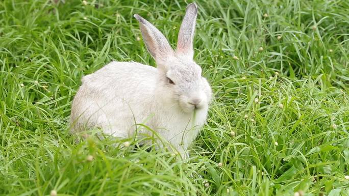 灰色的兔子在绿色的草地上