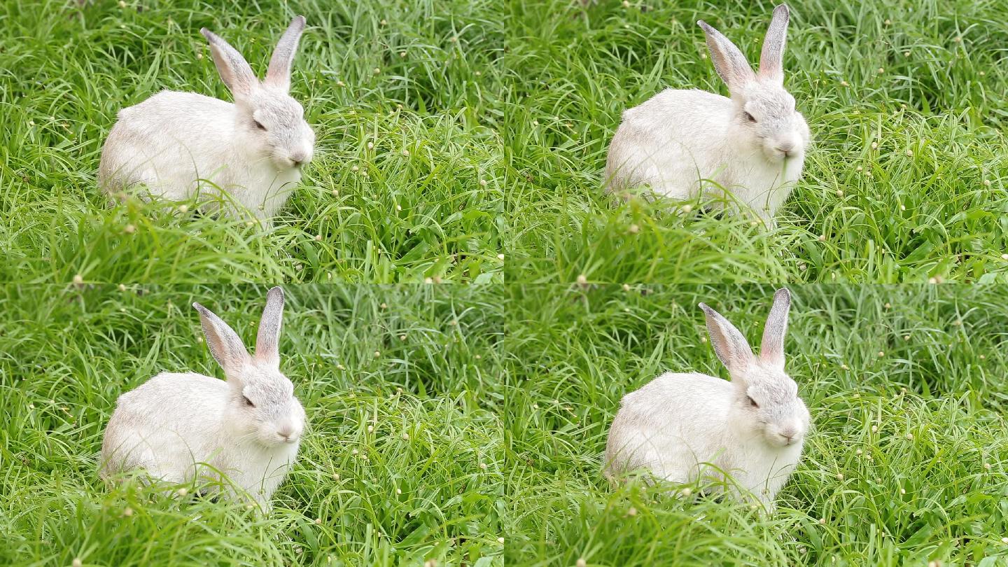 灰色的兔子在绿色的草地上