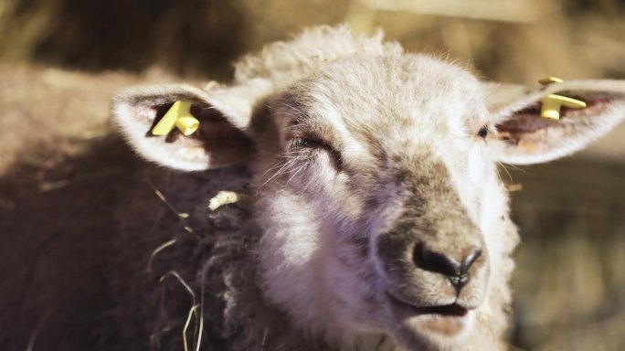 近距离观察在谷仓里吃稻草的白色绵羊