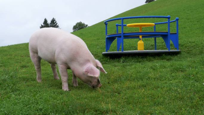 粉红猪在草地上吃树根。