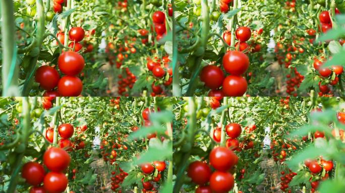 新鲜成熟的西红柿大片农田地高产丰收秋收收