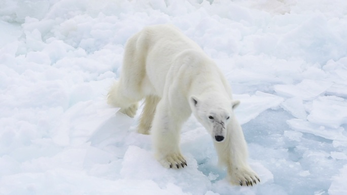 北极熊在行走超清航拍候鸟栖息地生态保护